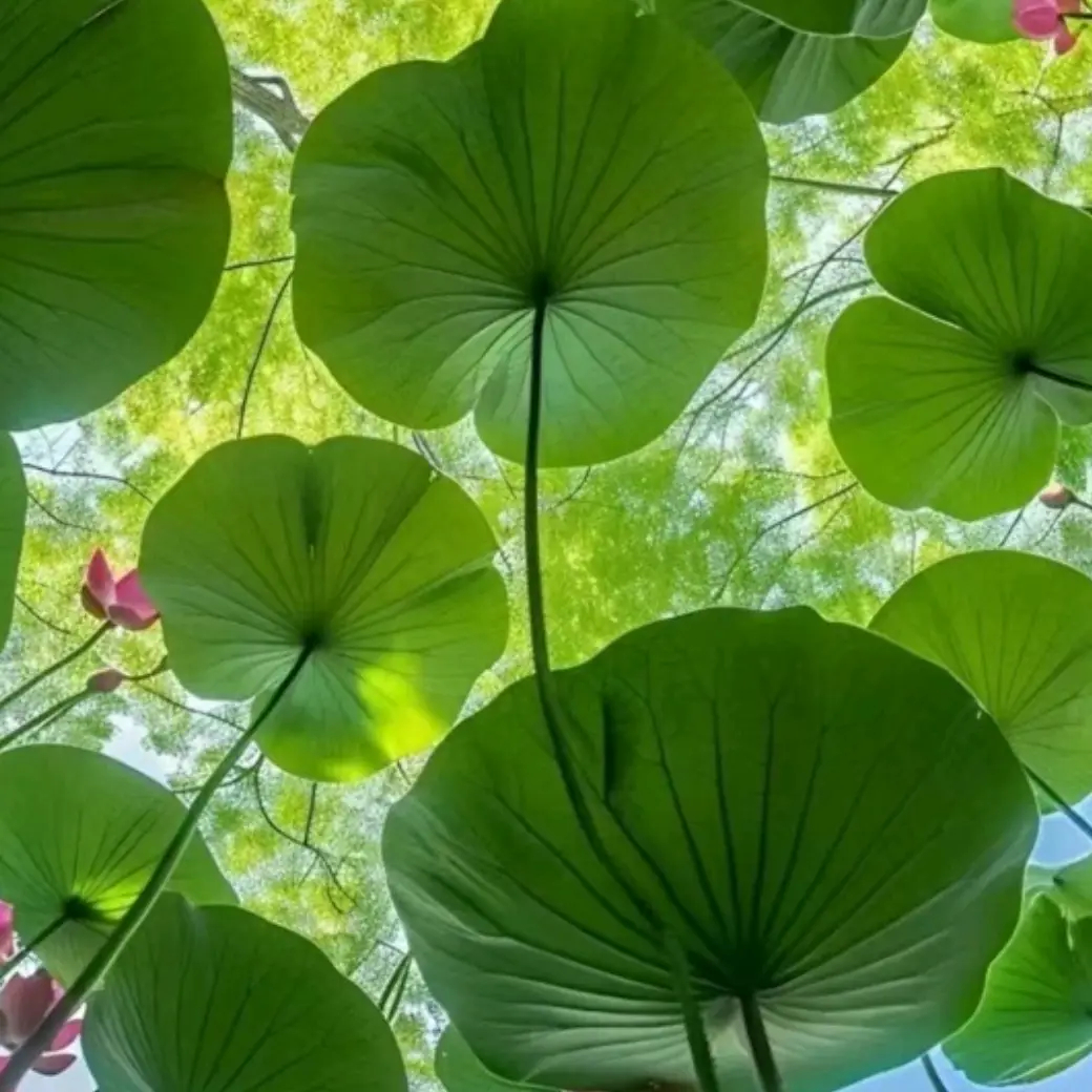 布莱顿攻击手伤情恢复，阵容调整待重返赛场